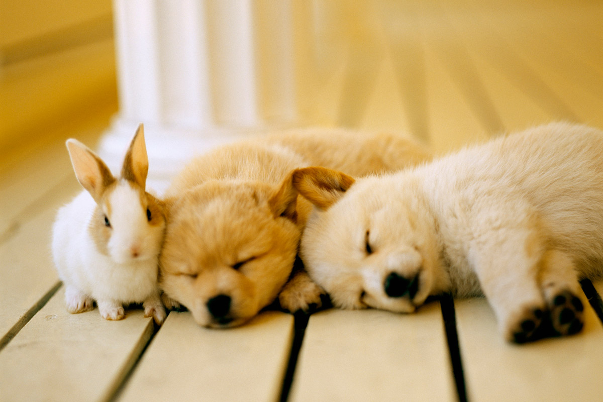 診療可能な動物